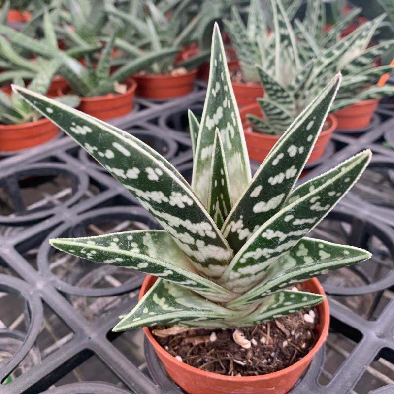 翠花掌什锦芦荟耐阴多肉植物防辐射除甲醛盆栽花卉办公室
