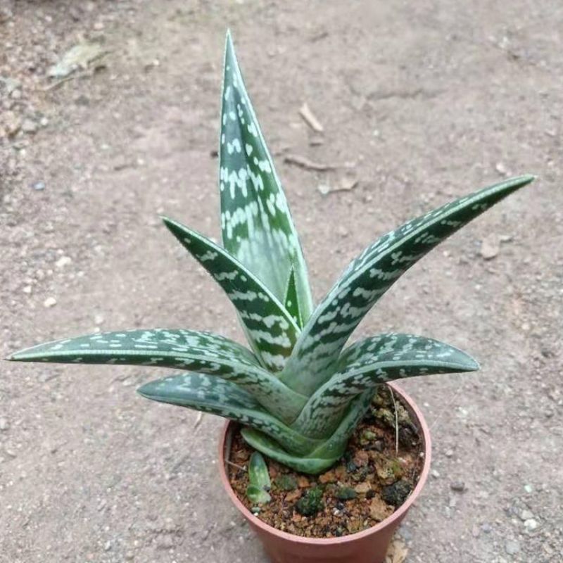 翠花掌什锦芦荟耐阴多肉植物防辐射除甲醛盆栽花卉办公室