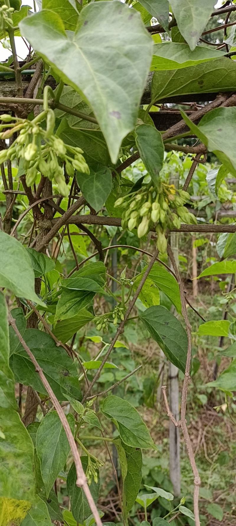 夜香花