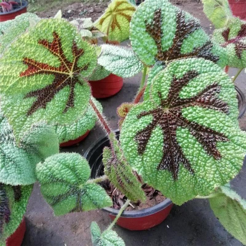 铁甲十字秋海棠花卉帝王秋海棠观叶植物室内盆栽绿植