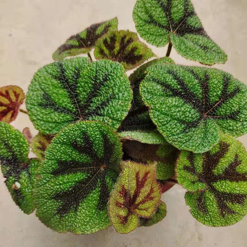 铁甲十字秋海棠花卉帝王秋海棠观叶植物室内盆栽绿植