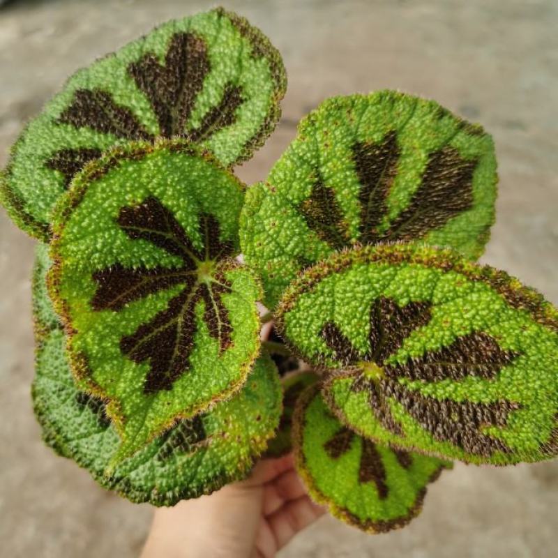 铁甲十字秋海棠花卉帝王秋海棠观叶植物室内盆栽绿植