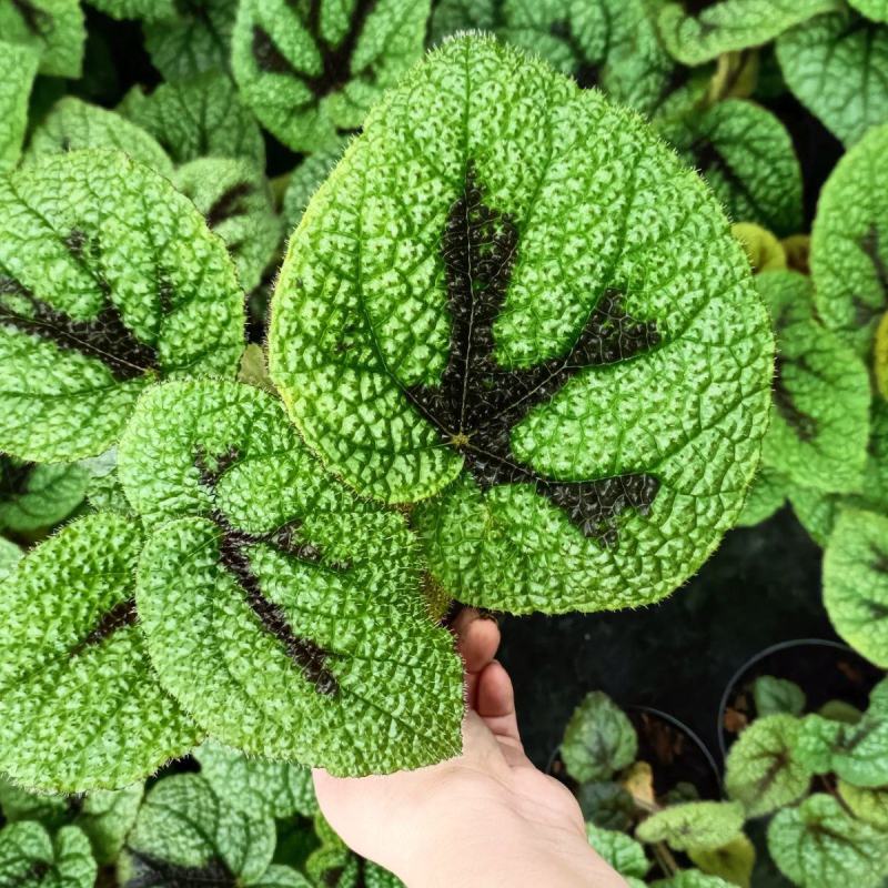 铁甲十字秋海棠花卉帝王秋海棠观叶植物室内盆栽绿植