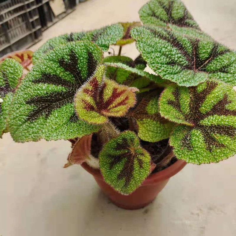 铁甲十字秋海棠花卉帝王秋海棠观叶植物室内盆栽绿植