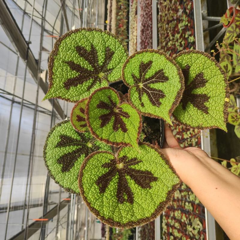 铁甲十字秋海棠花卉帝王秋海棠观叶植物室内盆栽绿植
