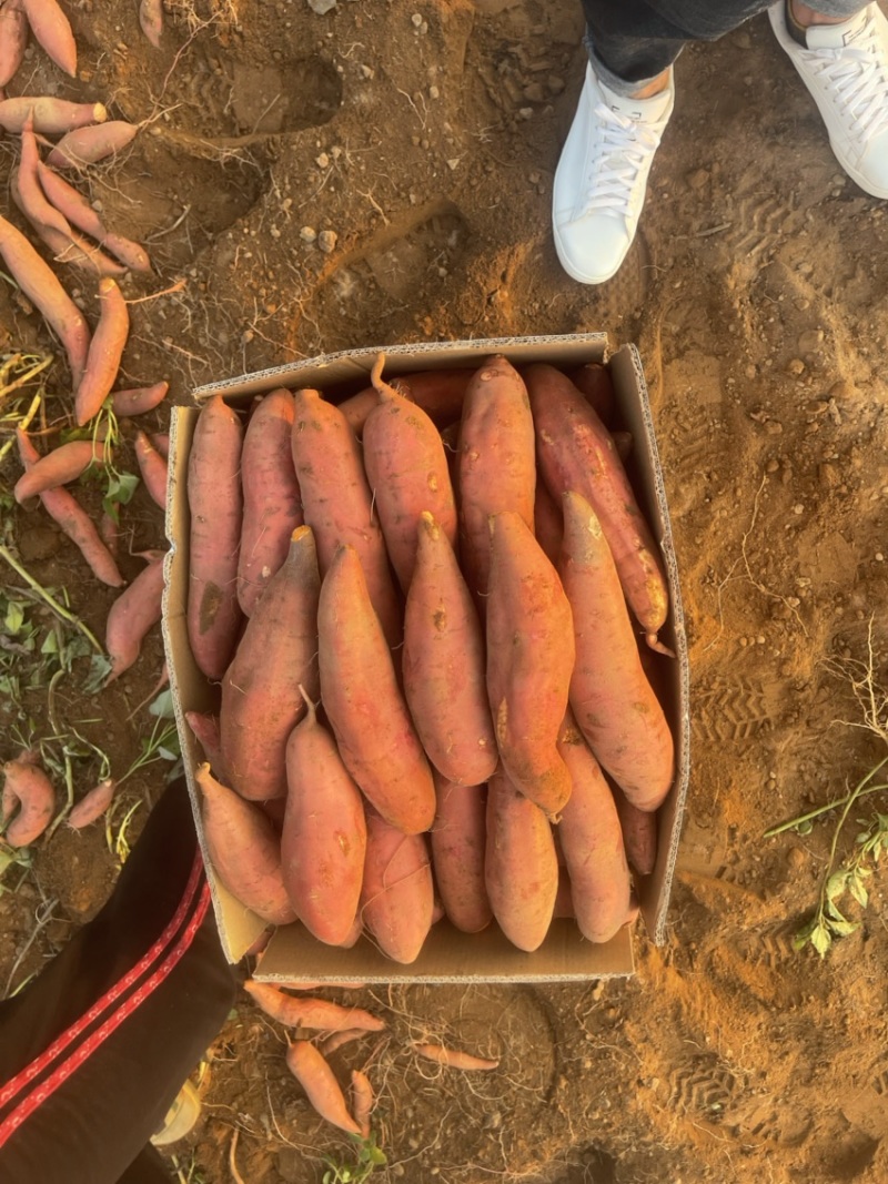 红薯河南产地直发西瓜红红薯电商批发市场社区团购货源充足