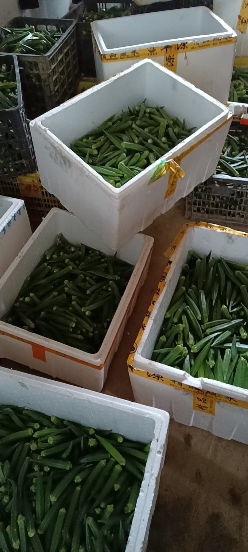 秋葵.秋葵