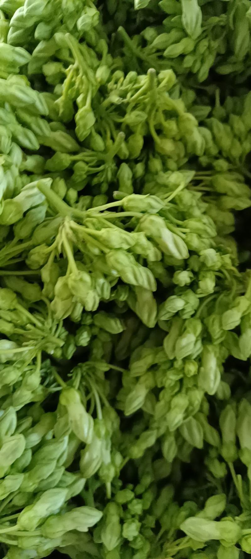 夜香花千里香，大糯花！品种香糯蔬菜
