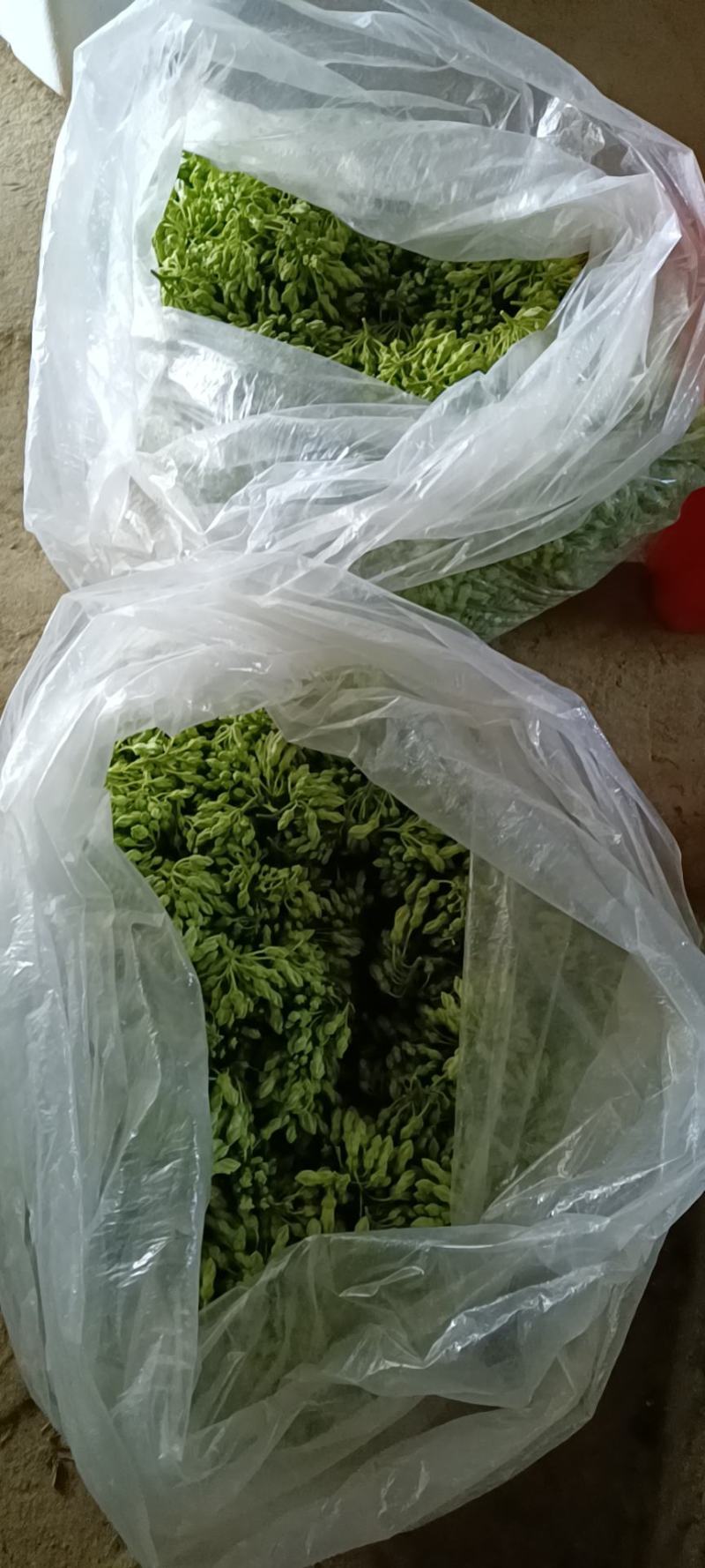夜香花千里香，大糯花！品种香糯蔬菜