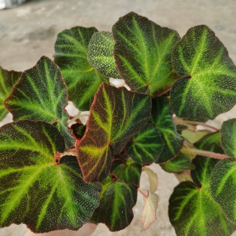罗成秋海棠进口网红热带植物室内好养花叶观花植物吸甲醛