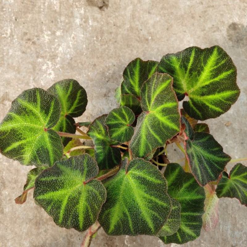 罗成秋海棠进口网红热带植物室内好养花叶观花植物吸甲醛