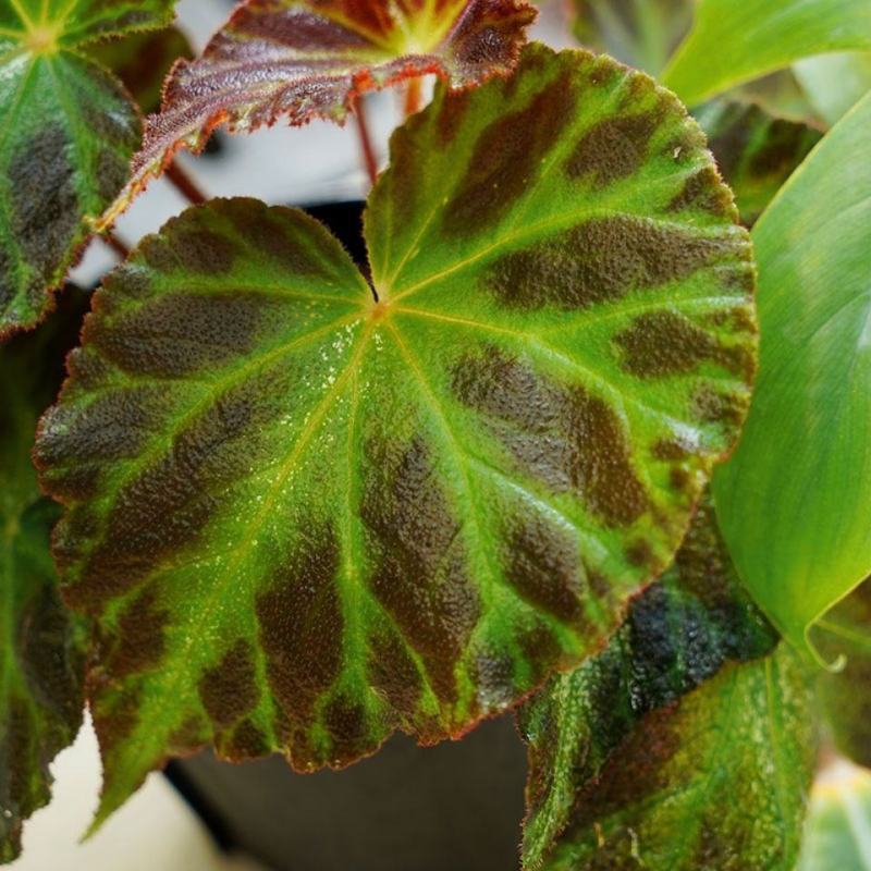 罗成秋海棠进口网红热带植物室内好养花叶观花植物吸甲醛