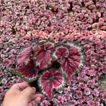 观叶秋海棠花大盆栽鳟鱼观叶植物室内办公客厅雨林