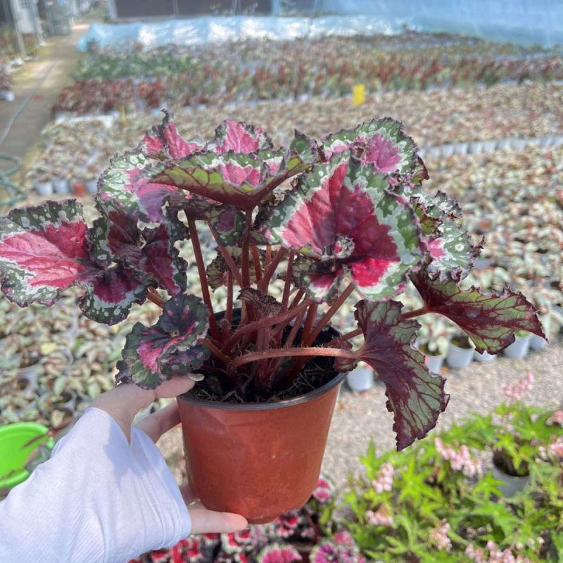 观叶秋海棠花大盆栽鳟鱼观叶植物室内办公客厅雨林