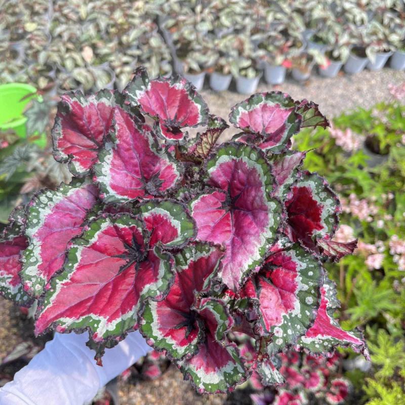 观叶秋海棠花大盆栽鳟鱼观叶植物室内办公客厅雨林