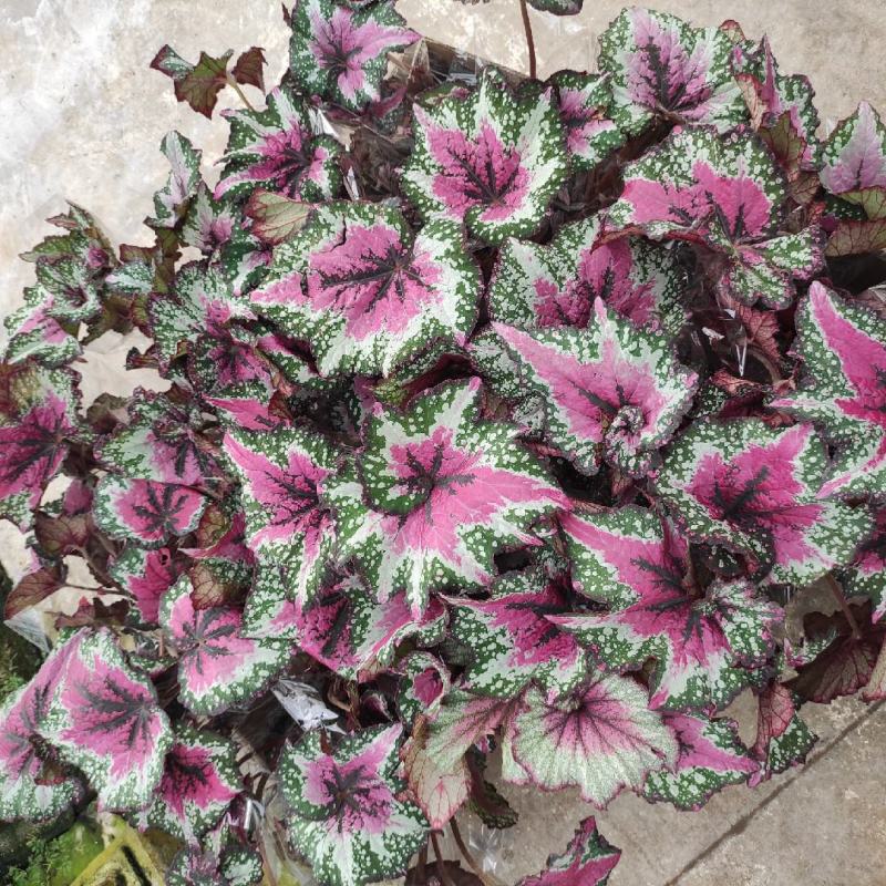 观叶秋海棠花大盆栽鳟鱼观叶植物室内办公客厅雨林