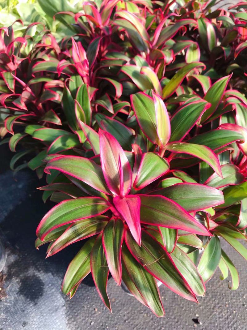 进口澳洲朱蕉盆栽红巨人大苗室内观赏庭院造景植物多年生花卉