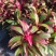 进口澳洲朱蕉盆栽红巨人大苗室内观赏庭院造景植物多年生花卉