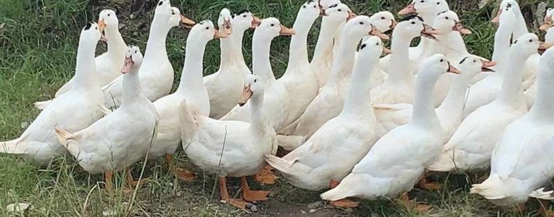 主营：肉鸭、掉白、土鸭、蛋鸭、花边、木鸭等鸡鸭鹅兔产品。