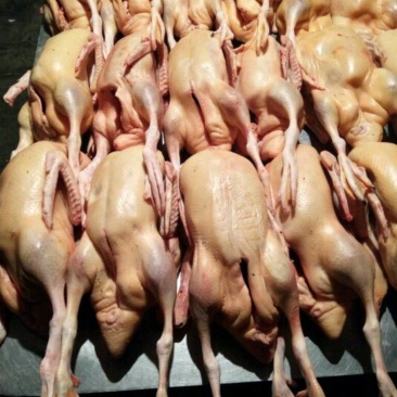 主营：肉鸭、掉白、土鸭、蛋鸭、花边、木鸭等鸡鸭鹅产品