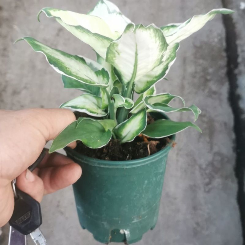 冰美人万年青盆栽室内阳台观叶绿植新品种高颜值耐看型植物