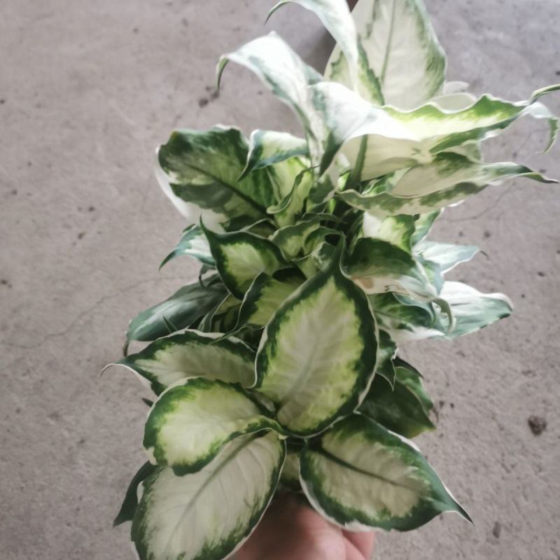冰美人万年青盆栽室内阳台观叶绿植新品种高颜值耐看型植物