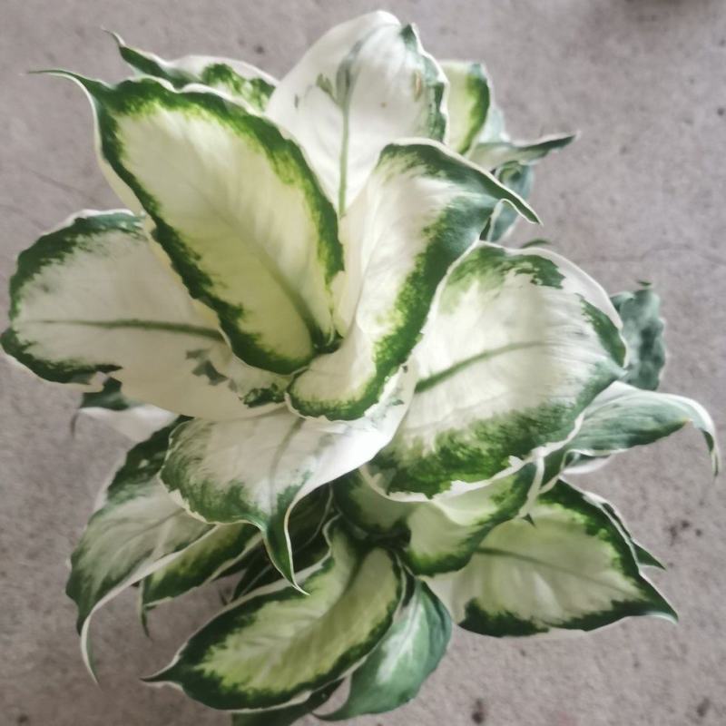 冰美人万年青盆栽室内阳台观叶绿植新品种高颜值耐看型植物