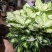 冰美人万年青盆栽室内阳台观叶绿植新品种高颜值耐看型植物