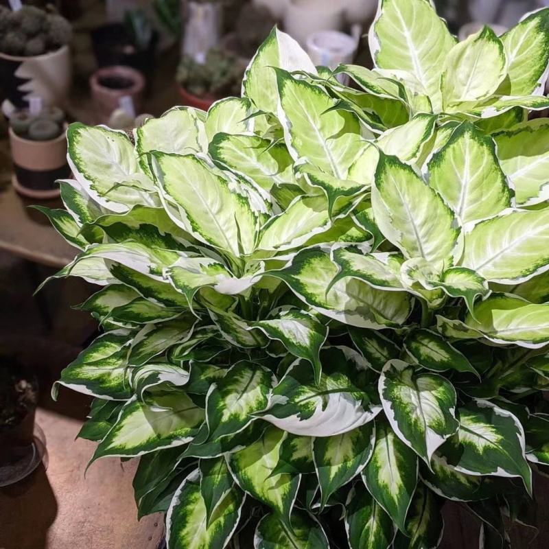 冰美人万年青盆栽室内阳台观叶绿植新品种高颜值耐看型植物
