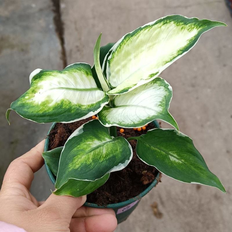 冰美人万年青盆栽室内阳台观叶绿植新品种高颜值耐看型植物