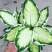 冰美人万年青盆栽室内阳台观叶绿植新品种高颜值耐看型植物