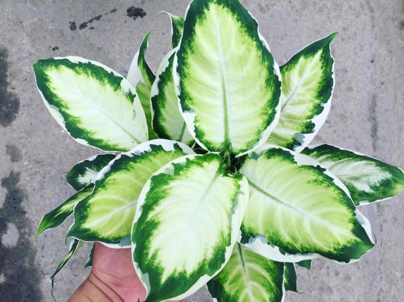 冰美人万年青盆栽室内阳台观叶绿植新品种高颜值耐看型植物