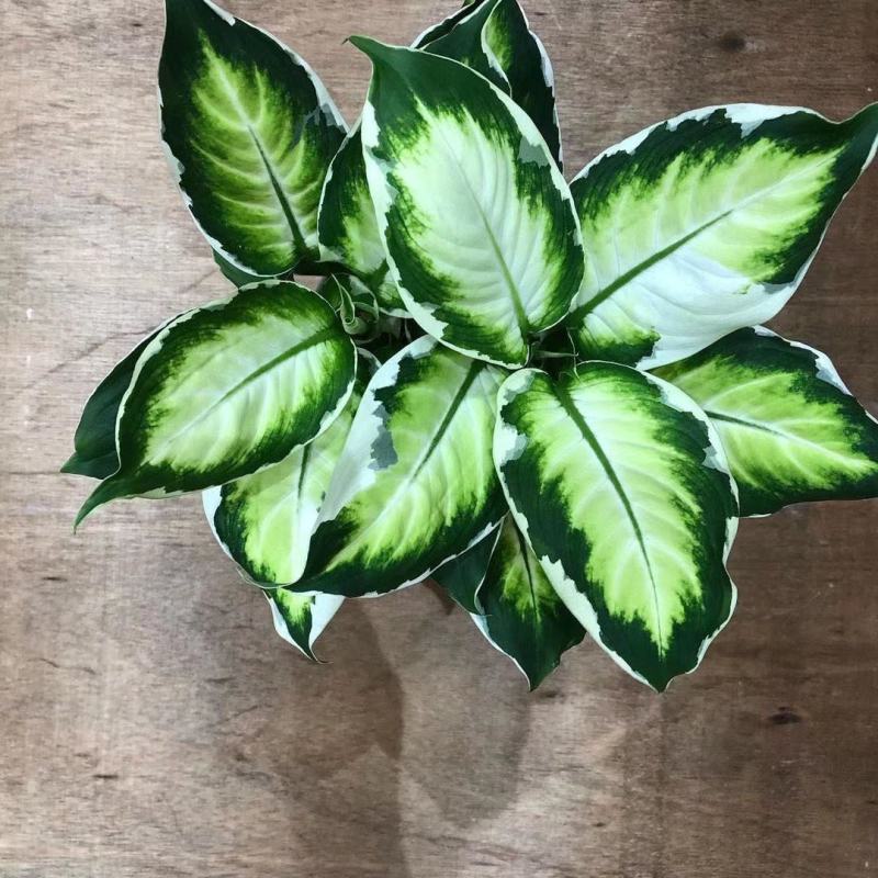 冰美人万年青盆栽室内阳台观叶绿植新品种高颜值耐看型植物