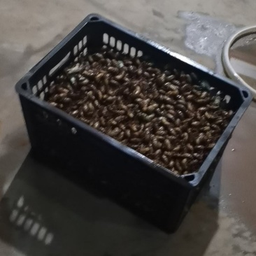 杜仲金蝉批发零售，电商专用，需要联系，产地直销