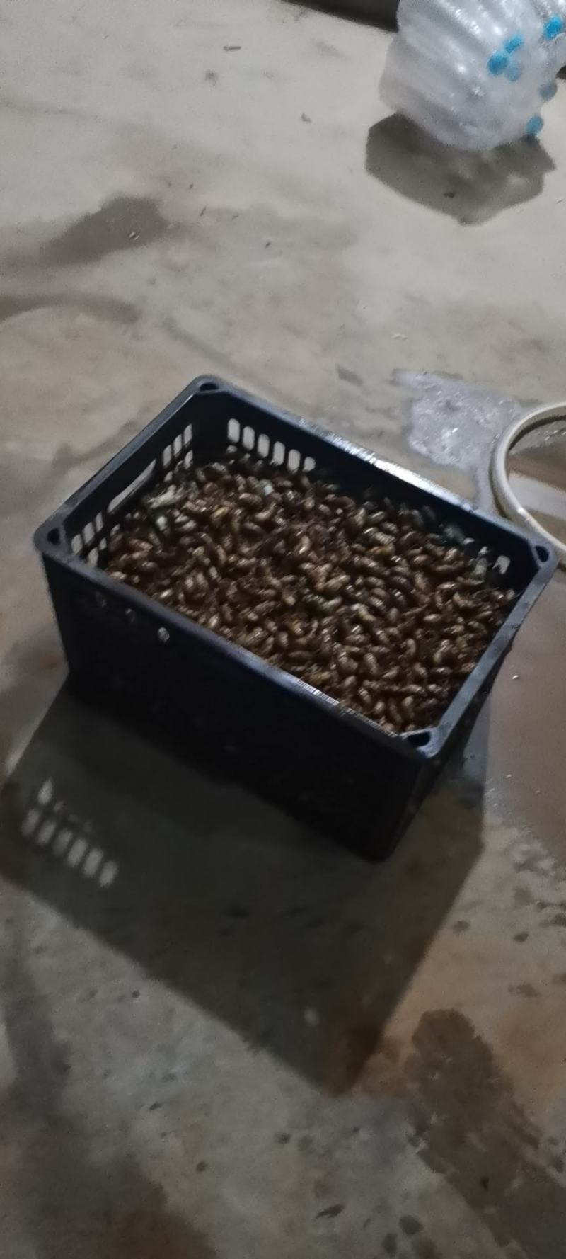杜仲金蝉批发零售，电商专用，需要联系，产地直销