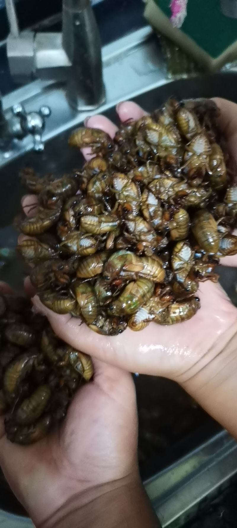杜仲金蝉批发零售，电商专用，需要联系，产地直销