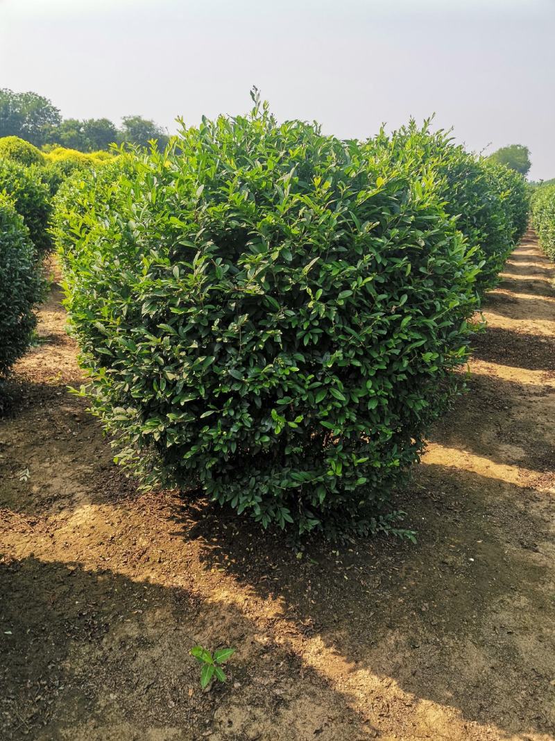 水蜡球，精品水蜡球，1.5-1.8米