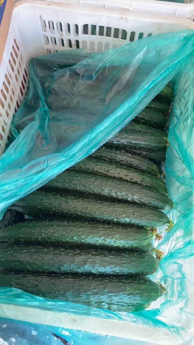 精品新黄瓜，大量出售，刚上市才两天