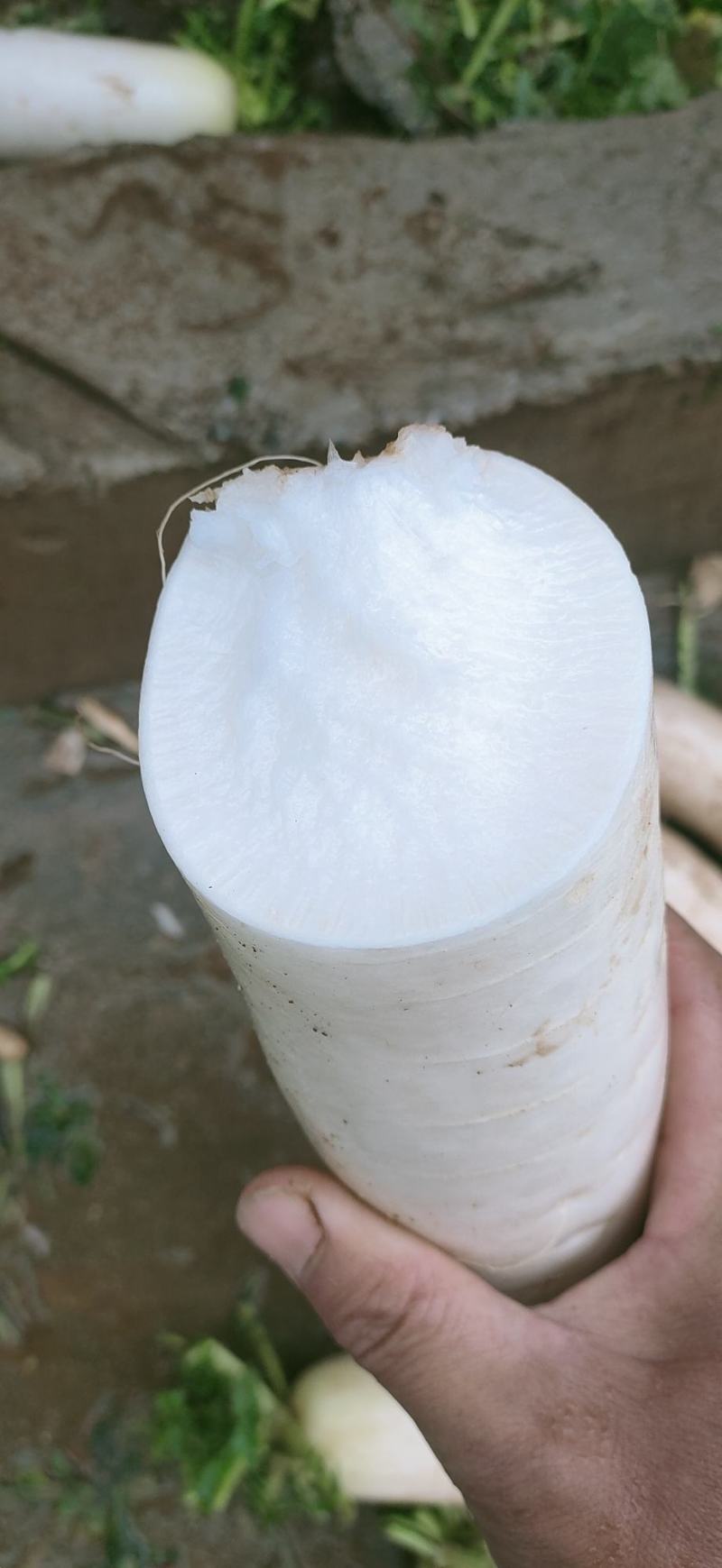 白萝卜大量上市，