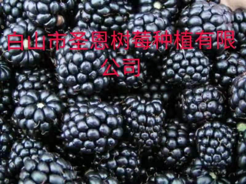 黑树莓苗，它属于灌木树，当年栽苗，当年结果，产量高。