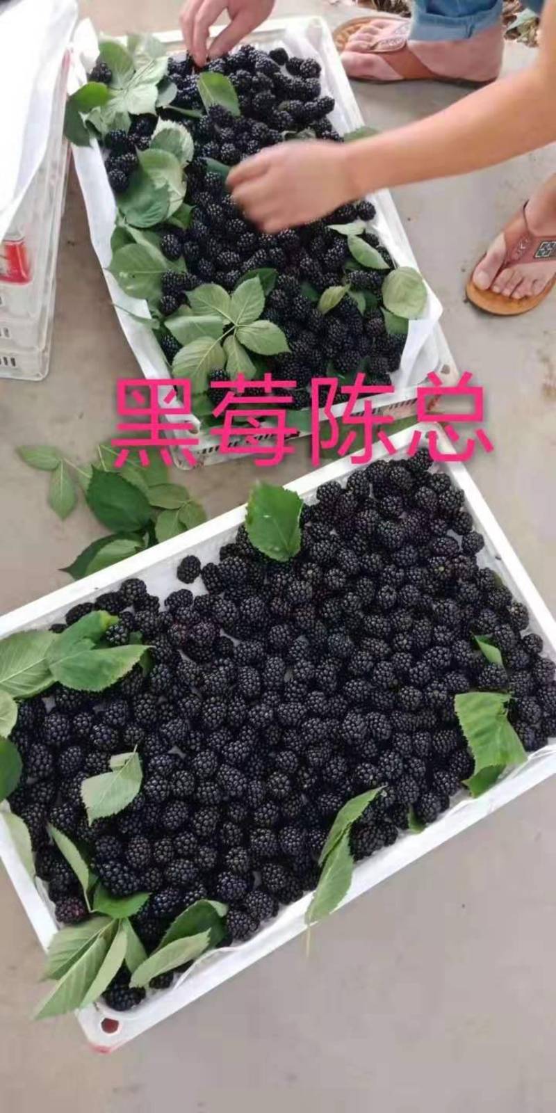 黑树莓苗，它属于灌木树，当年栽苗，当年结果，产量高。