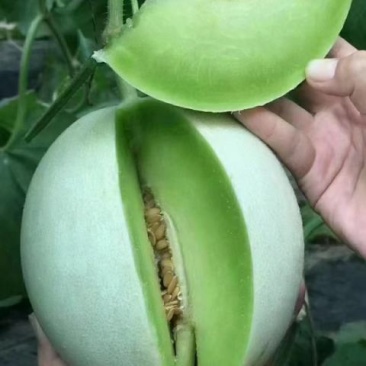玉菇甜瓜山东聊城玉菇冰激凌玉菇大量供应全国各地