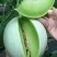 玉菇甜瓜山东聊城玉菇冰激凌玉菇大量供应全国各地