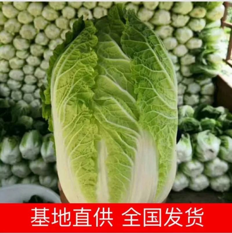 黄心大白菜，耐运输，口感好