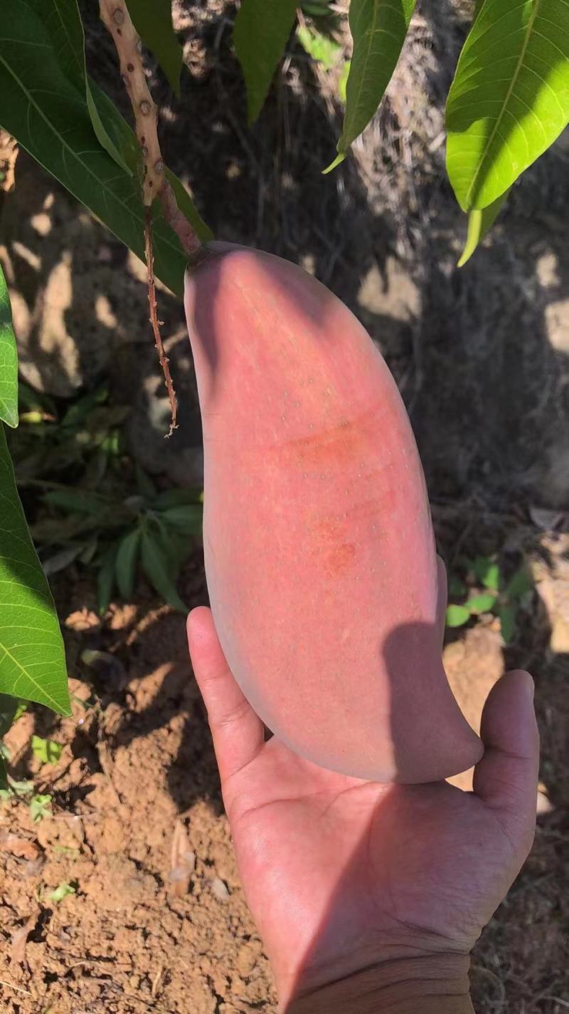 细皮红象牙
