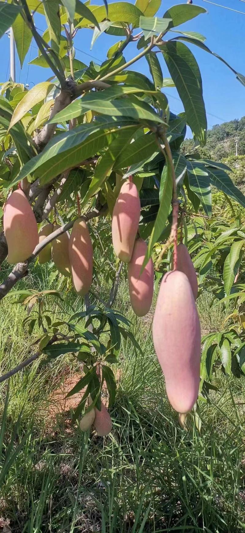 细皮红象牙