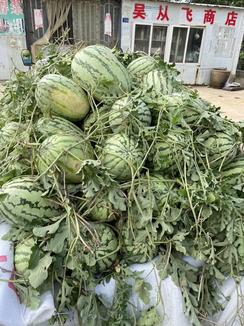 西农西瓜江苏西瓜宿迁产地直发大量有货价格公道电联采购
