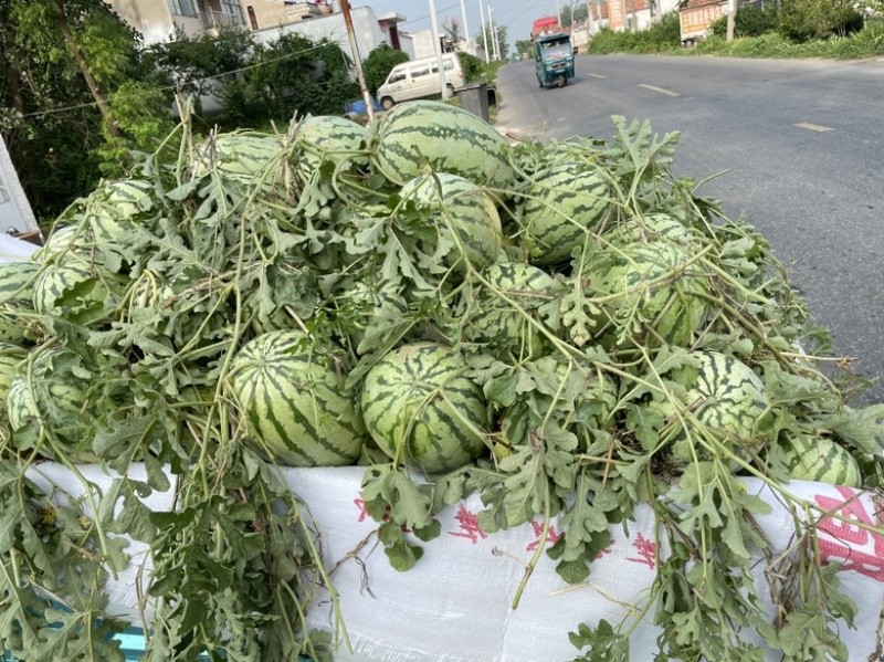 西农西瓜江苏西瓜宿迁产地直发大量有货价格公道电联采购