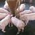 三元仔猪检疫到位品种齐全免费提供养殖技术