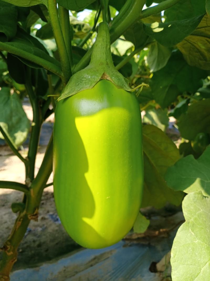 精品青茄无籽大量现货产地直供质量保证代发全国